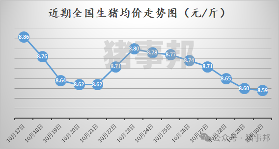 10月30日猪价汇总（北方稍强，南方稍弱！）-第3张图片-彩票资讯